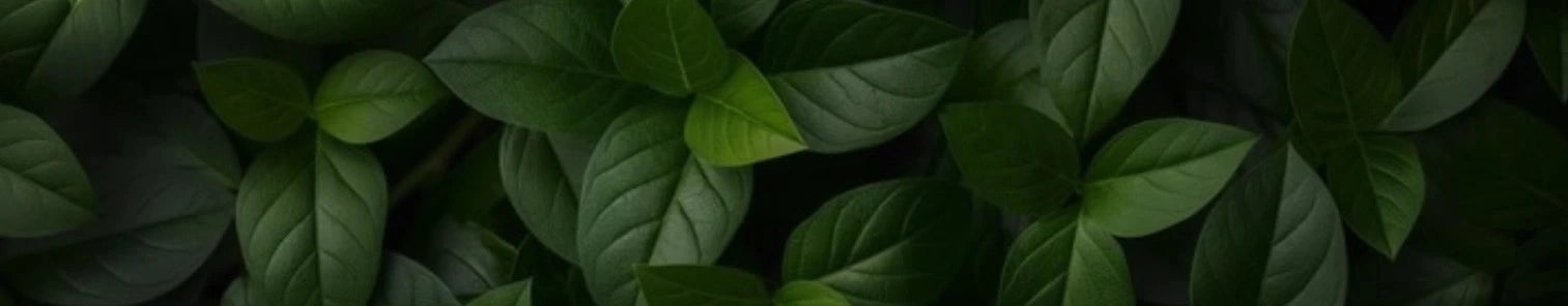 Oferta por tiempo limitado